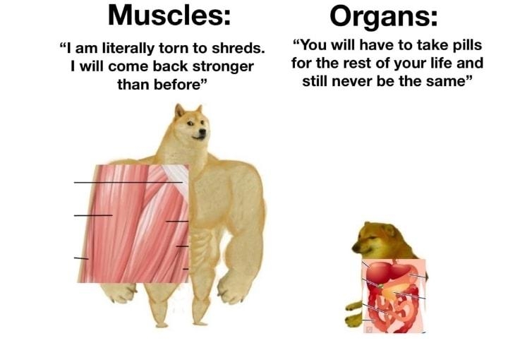 Muscles Organs I am literally torn to shreds You will have to take pills I will come back stronger for the rest of your life and than before still never be the same