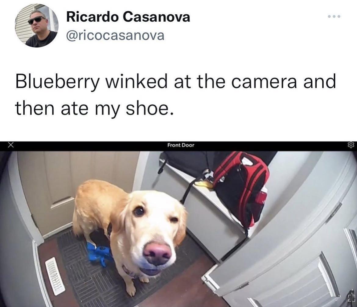 Ricardo Casanova ricocasanova Blueberry winked at the camera and then ate my shoe