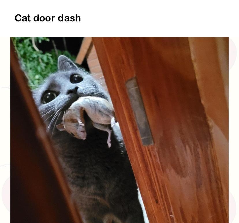 Cat door dash