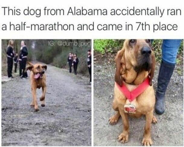 This dog from Alabama accidentally ran a half-marathon and came in 7th place. IG: @dumb.jpeg