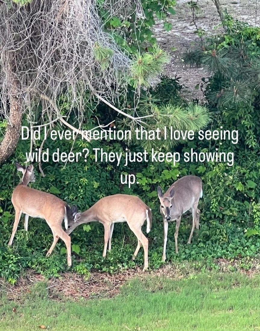 Did I ever mention that I love seeing wild deer? They just keep showing up.