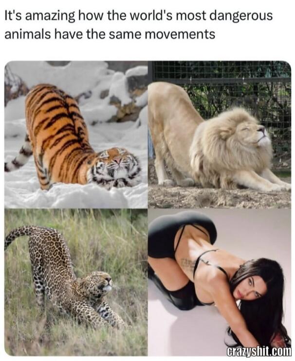 It's amazing how the world's most dangerous animals have the same movements