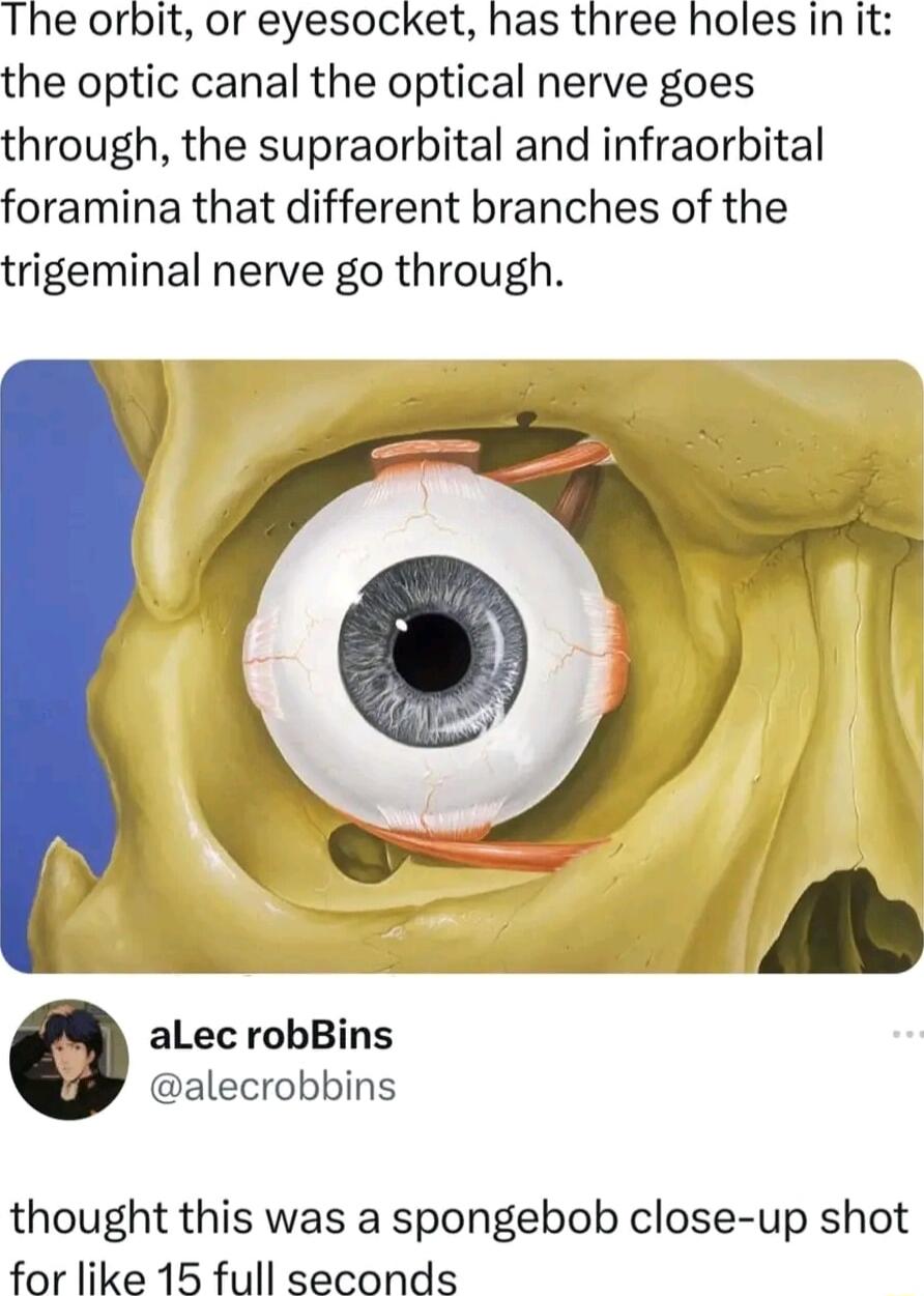 The orbit or eyesocket has three holes in it the optic canal the optical nerve goes through the supraorbital and infraorbital foramina that different branches of the trigeminal nerve go through aLec robBins alecrobbins thought this was a spongebob close up shot for like 15 full seconds