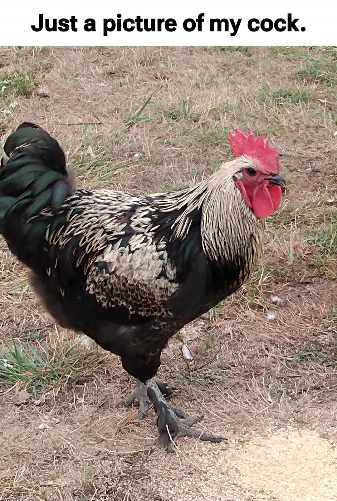 Just a picture of my cock.