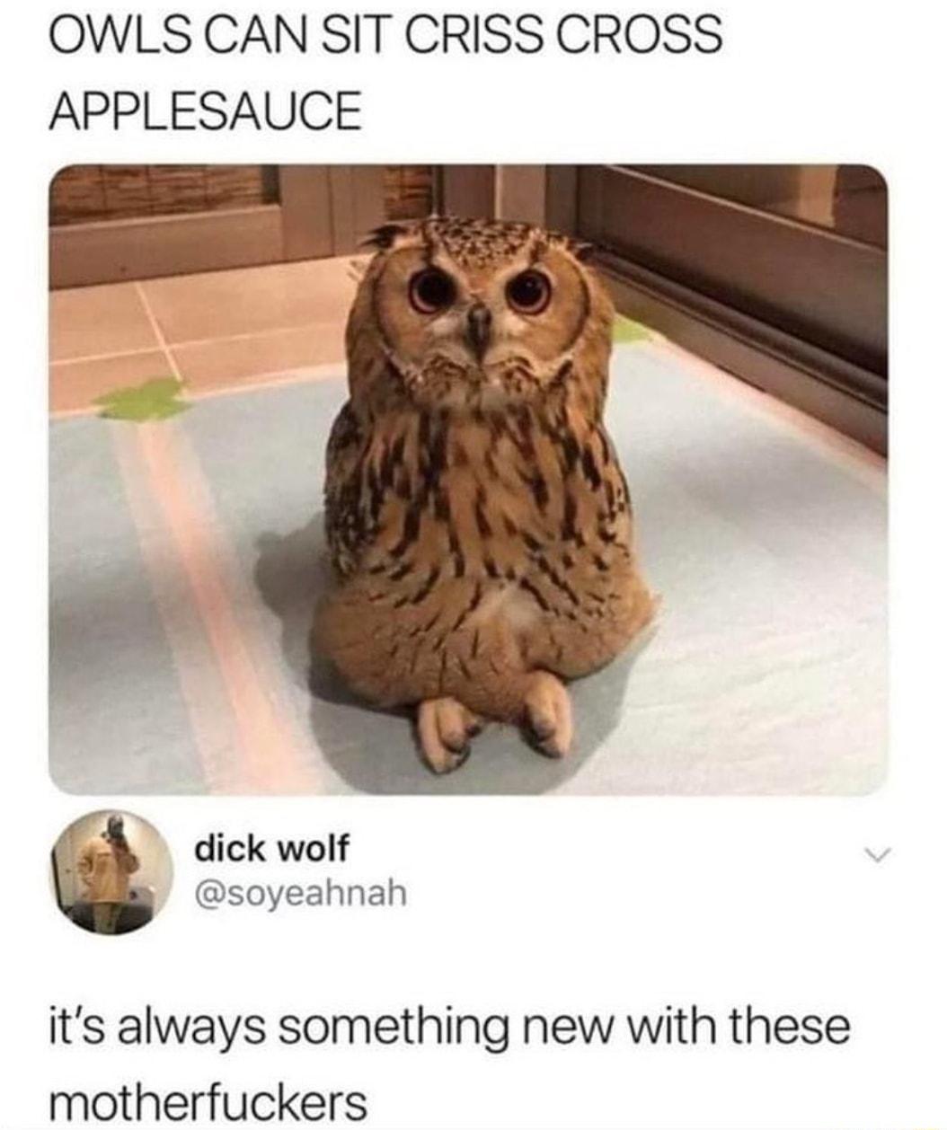 OWLS CAN SIT CRISS CROSS APPLESAUCE dick wolf soyeahnah its always something new with these motherfuckers