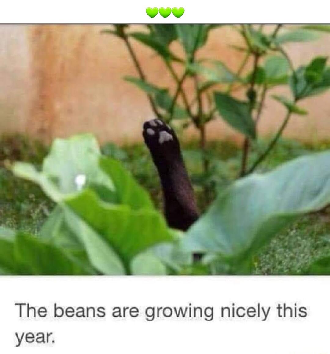 The beans are growing nicely this year