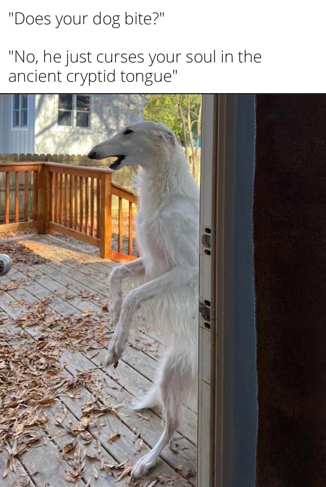 Does your dog bite No he just curses your soul in the ancient cryptid tongue