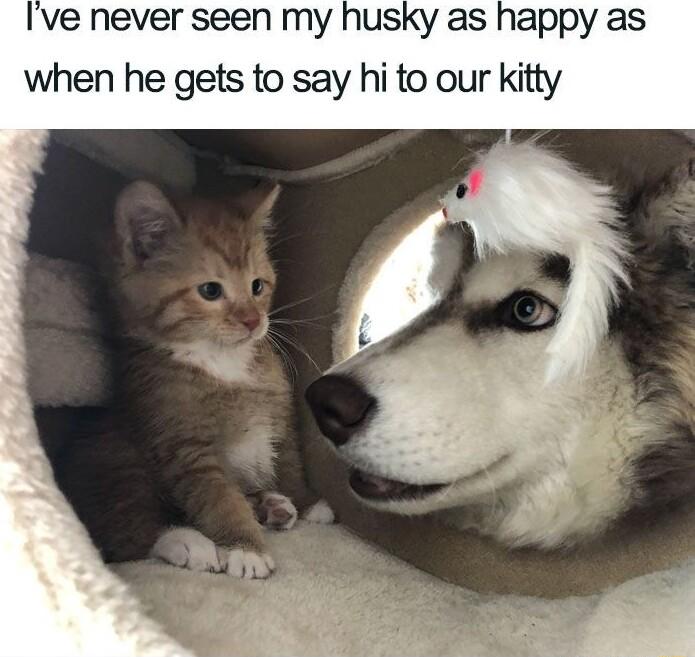 Ive never seen my husky as happy as when he gets to say hi to our kitty