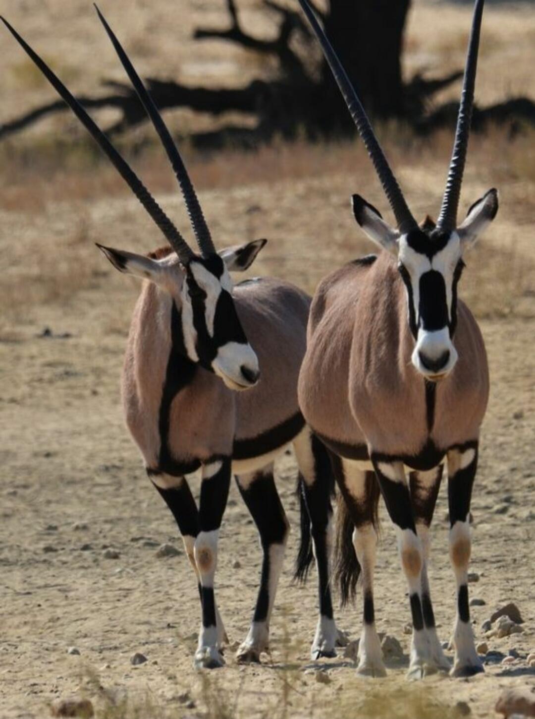 Two oryx (gemsbok) standing on a dry, sandy terrain.