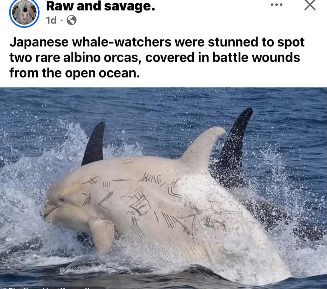 Raw and savage. Japanese whale-watchers were stunned to spot two rare albino orcas, covered in battle wounds from the open ocean.