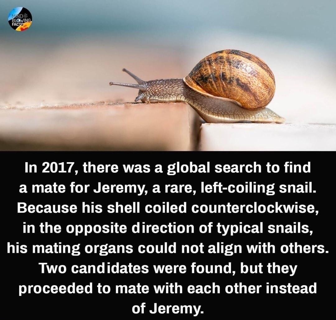 In 2017 there was a global search to find ENUEICR T ETET VAR ETCR Y ST T PR BT Because his shell coiled counterclockwise in the opposite direction of typical snails QIERUEVD PR ERER TN GG 0 RV O RO U ETEN Two candidates were found but they proceeded to mate with each other instead of Jeremy B wofficiaimb e