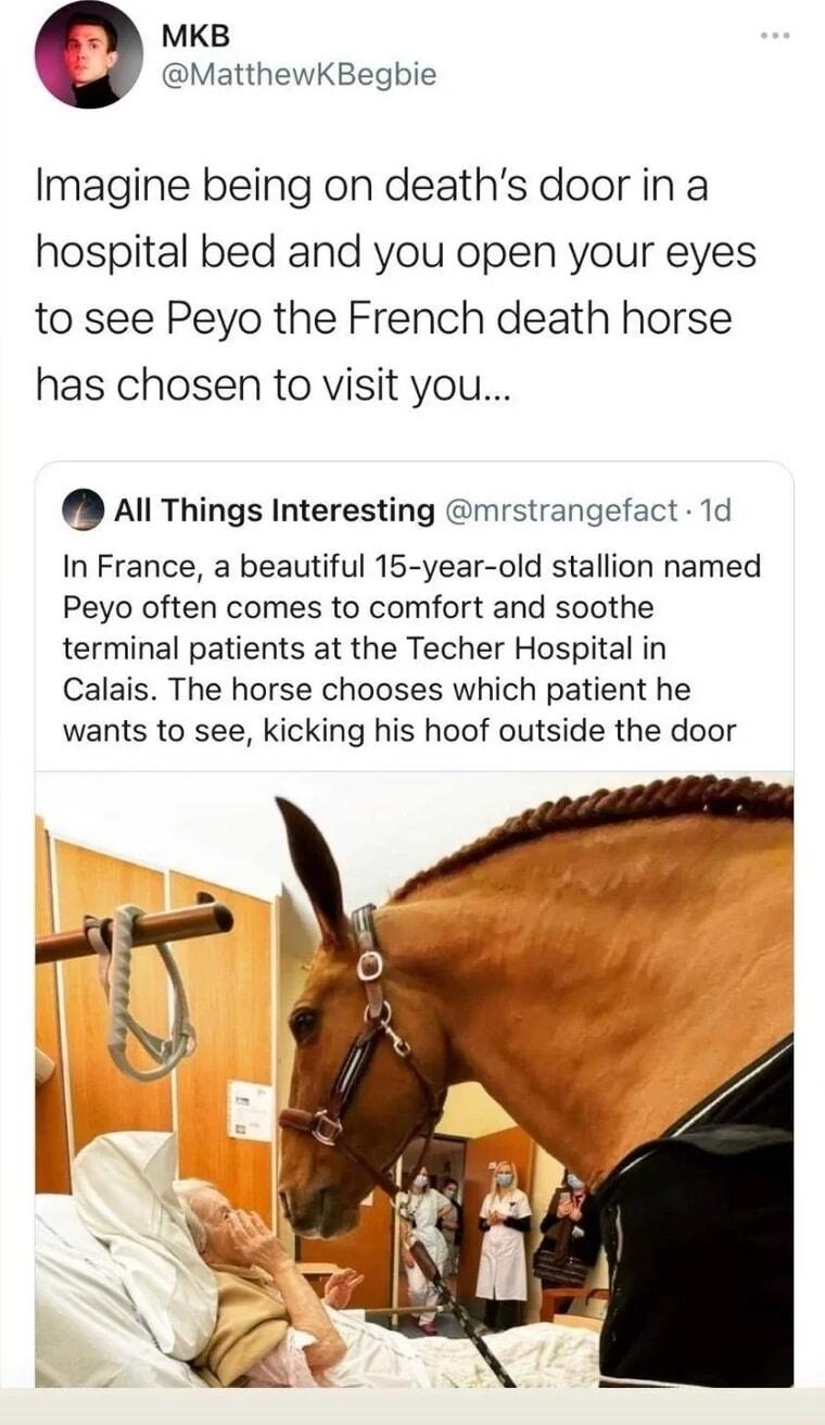 MKB X MatthewKBegbie Imagine being on deaths door in a hospital bed and you open your eyes to see Peyo the French death horse has chosen to visit you Al Things Interesting mrstrangefact 1d In France a beautiful 15 year old stallion named Peyo often comes to comfort and soothe terminal patients at the Techer Hospital in Calais The horse chooses which patient he wants to see kicking his hoof outside