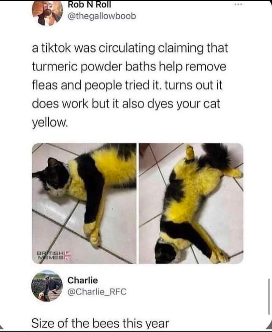 Rob N Roll thegallowboob a tiktok was circulating claiming that turmeric powder baths help remove fleas and people tried it turns out it does work but it also dyes your cat yellow i Charlie Charlie_RFC Size of the bees this year