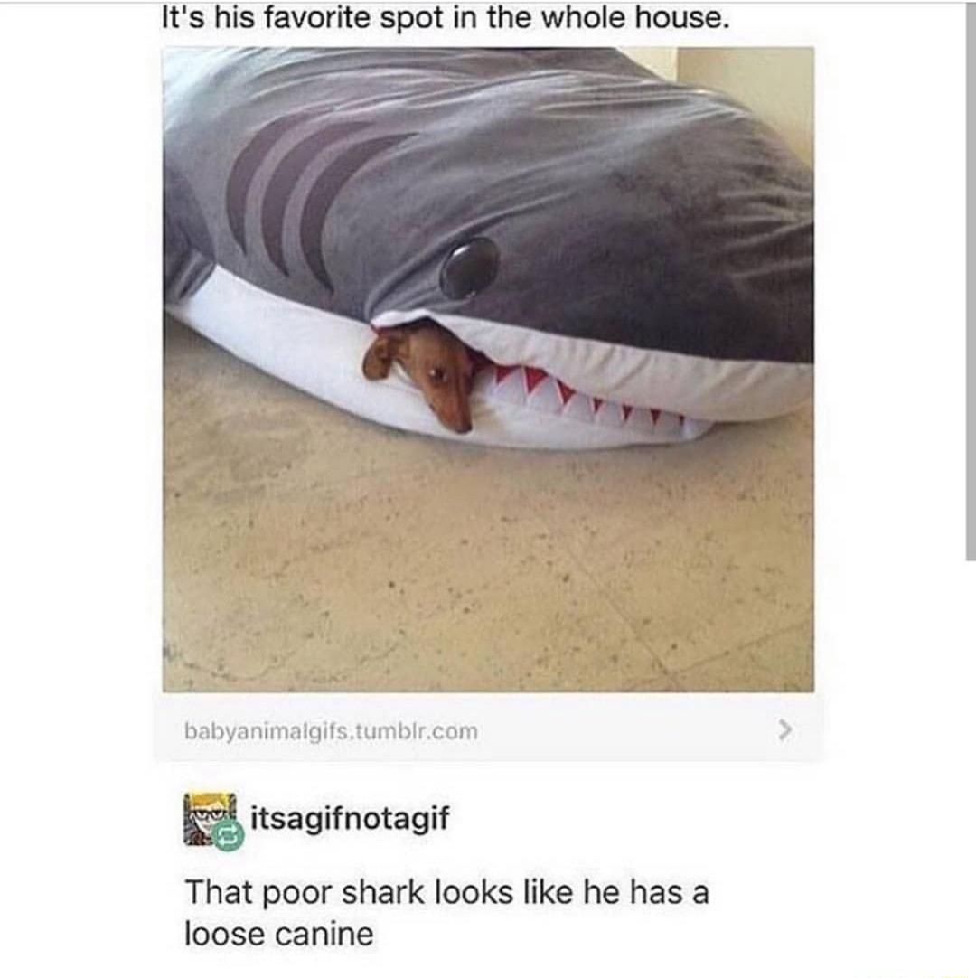 Its his favorite spot in the whole house E itsagifnotagif That poor shark looks like he has a loose canine