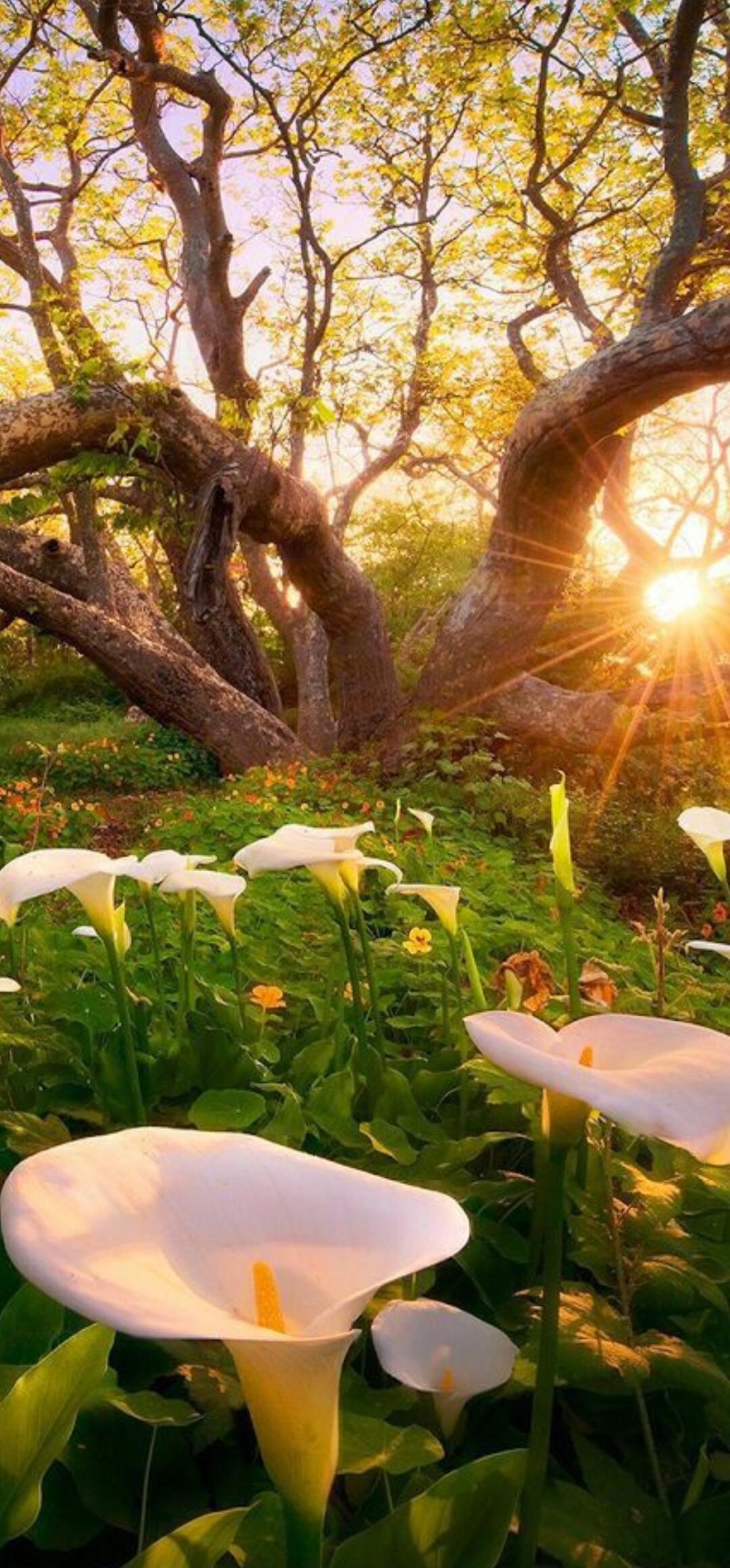 A sunlit garden scene featuring white calla lilies in the foreground, lush green foliage, and large, twisting trees with the sun low on the horizon, casting a warm golden glow.