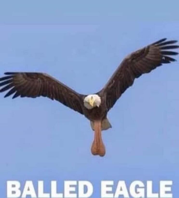 BALLED EAGLE