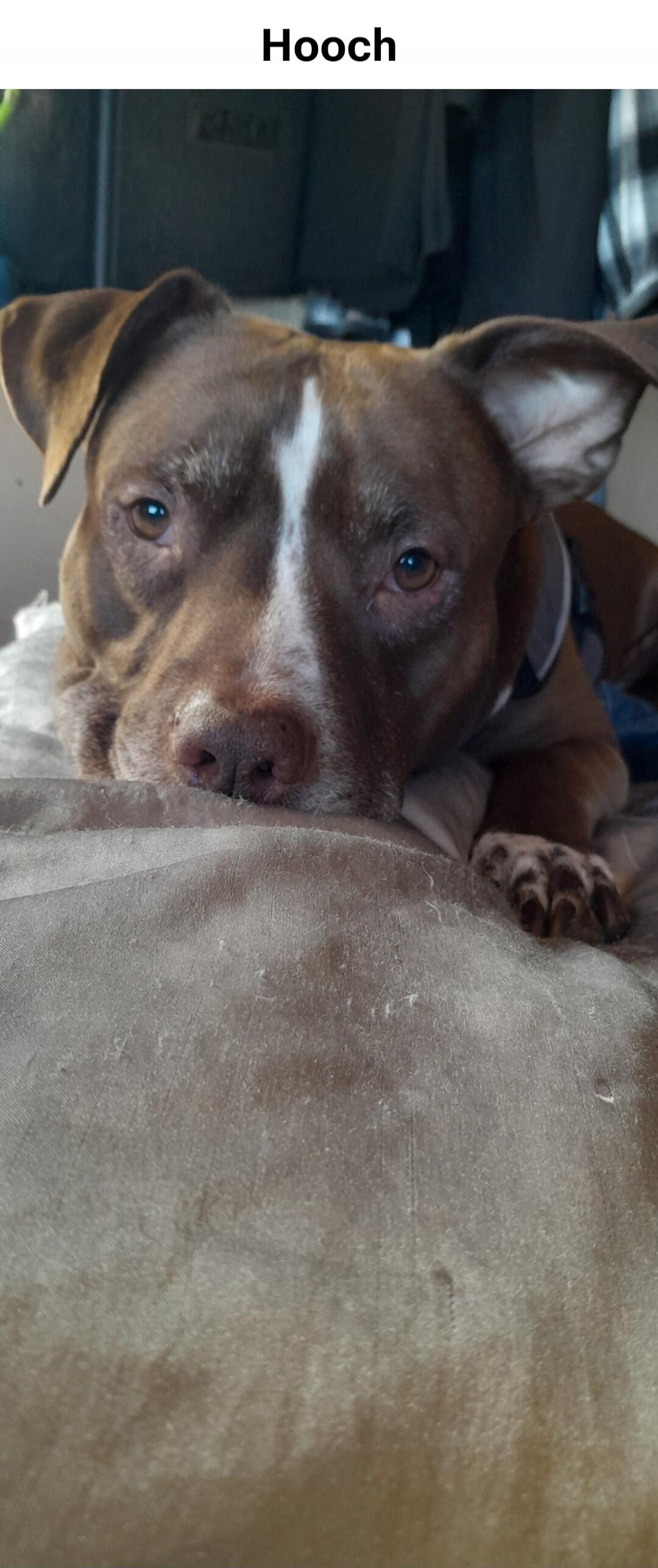 Hooch
