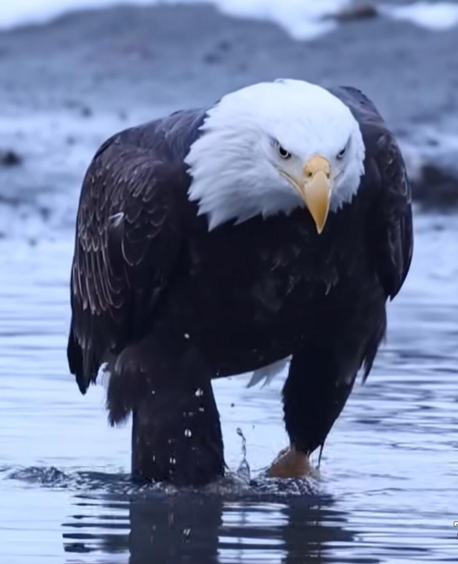 A bald eagle standing in shallow water with a white head and dark body.