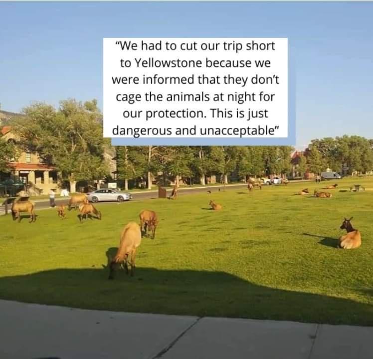 We had to cut our trip short to Yellowstone because we were informed that they dont cage the animals at night for our protection This is just dangerous and unacceptable