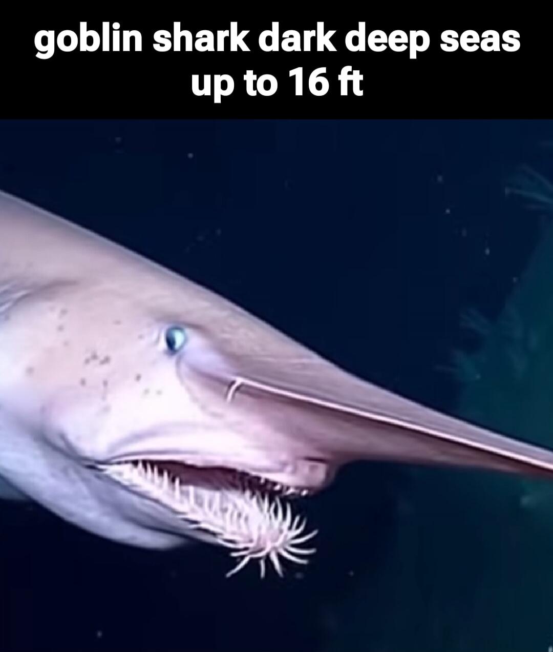 goblin shark dark deep seas up to 16 ft