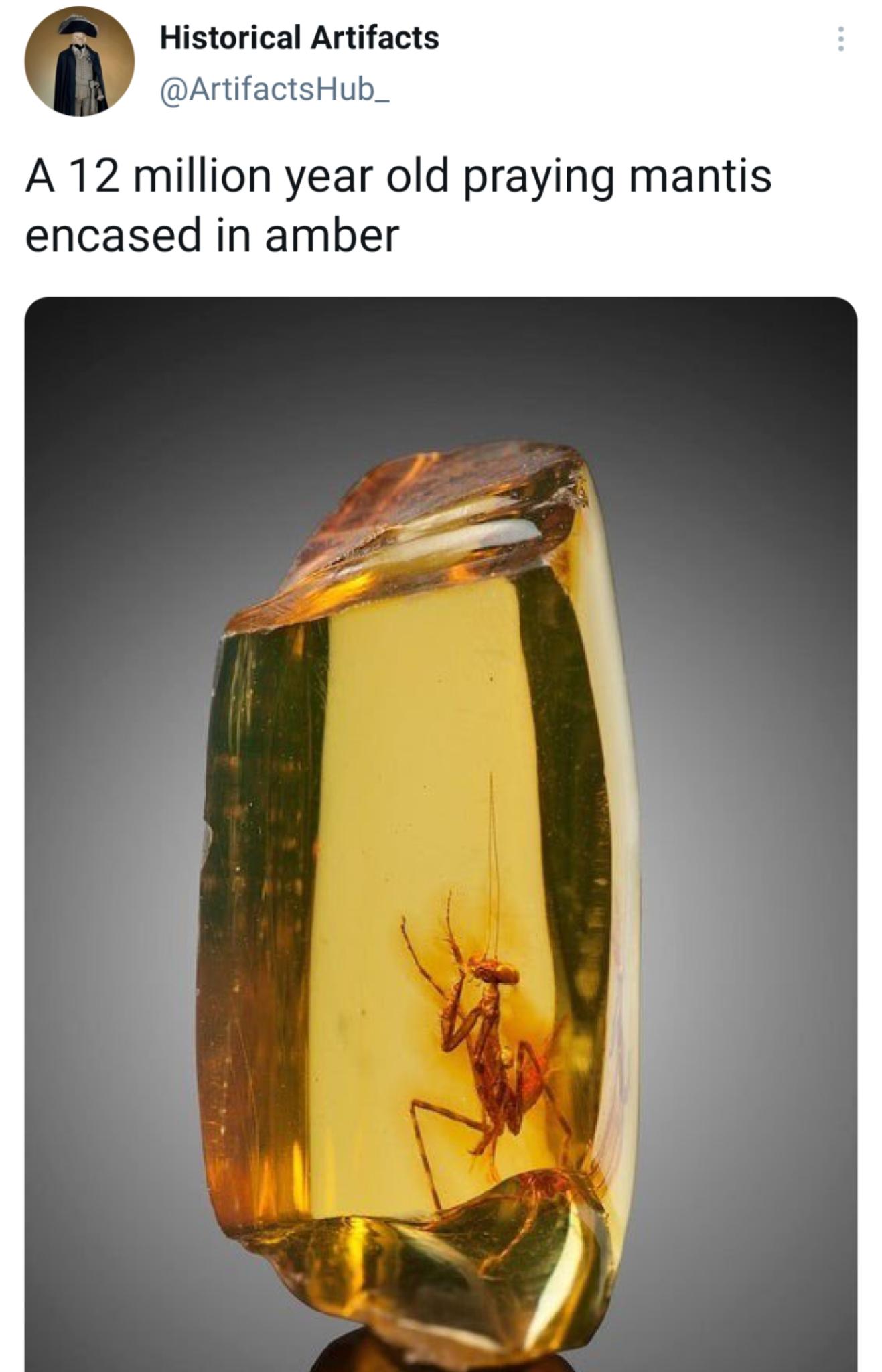 Historical Artifacts ArtifactsHub_ A 12 million year old praying mantis encased in amber