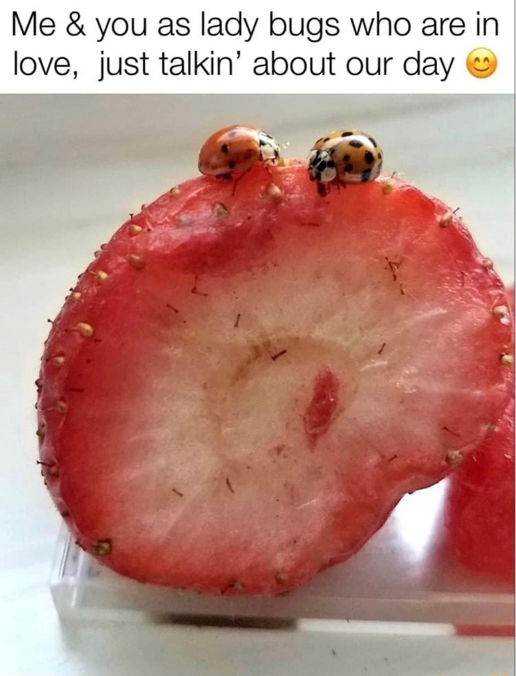 as lady bugs who are in love just talkin about our da