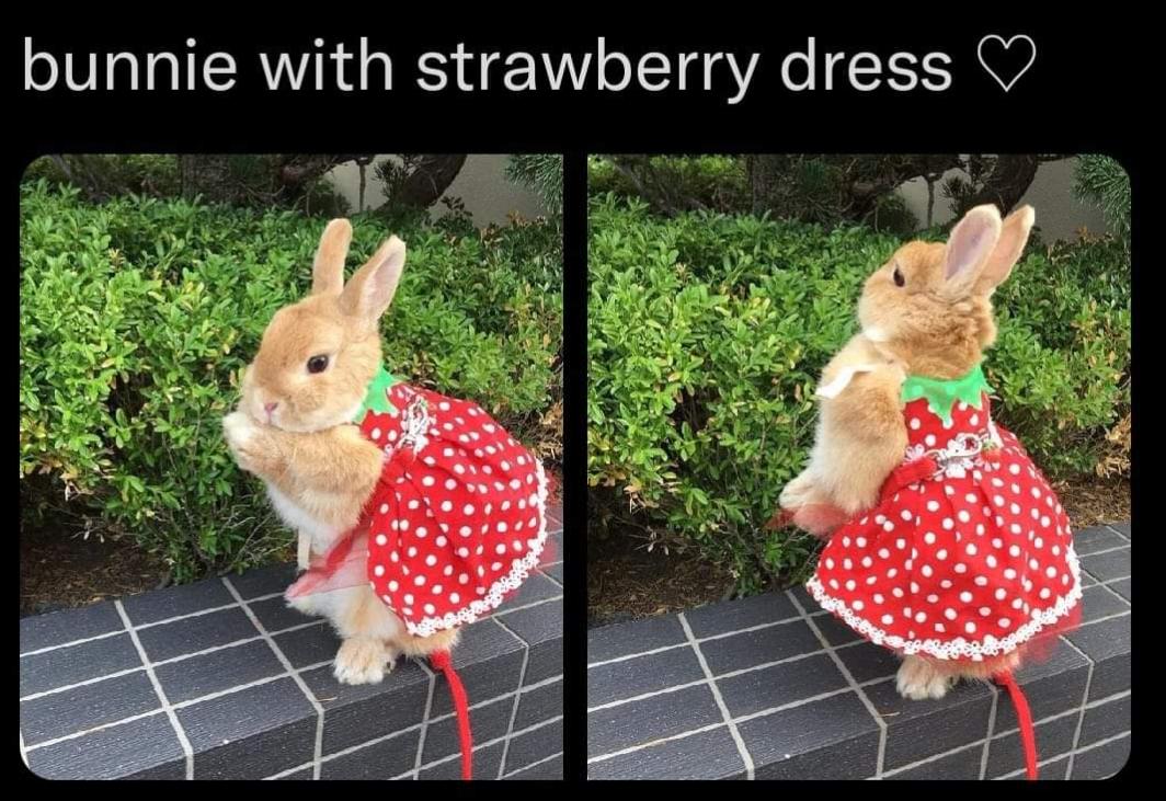 bunnie with strawberry dress