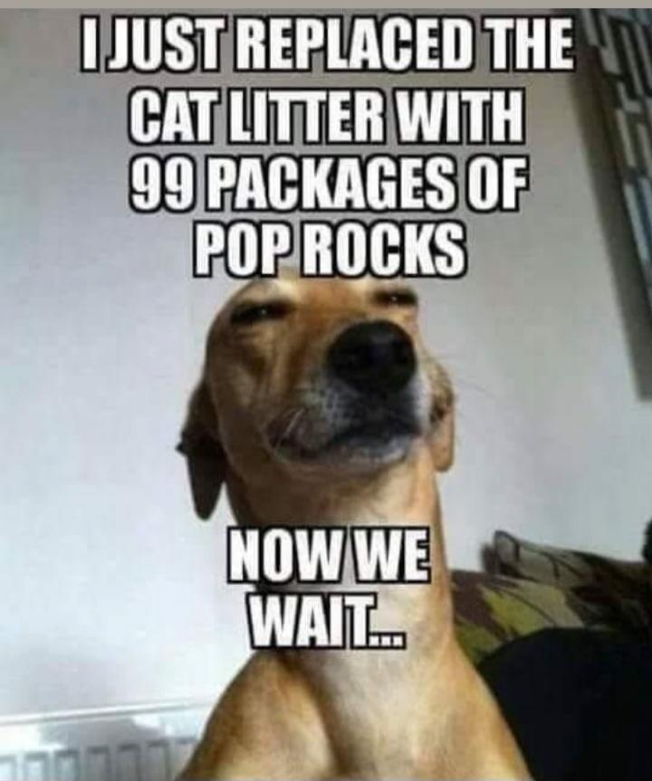 I JUST REPLACED THE CAT LITTER WITH 99 PACKAGES OF POP ROCKS NOW WE WAIT...