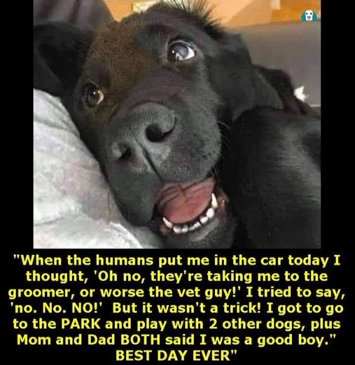 When the humans put me in the car today I thought, 'Oh no, they're taking me to the groomer, or worse the vet guy!' I tried to say, 'no. No. NO!' But it wasn't a trick! I got to go to the PARK and play with 2 other dogs, plus Mom and Dad BOTH said I was a good boy. BEST DAY EVER