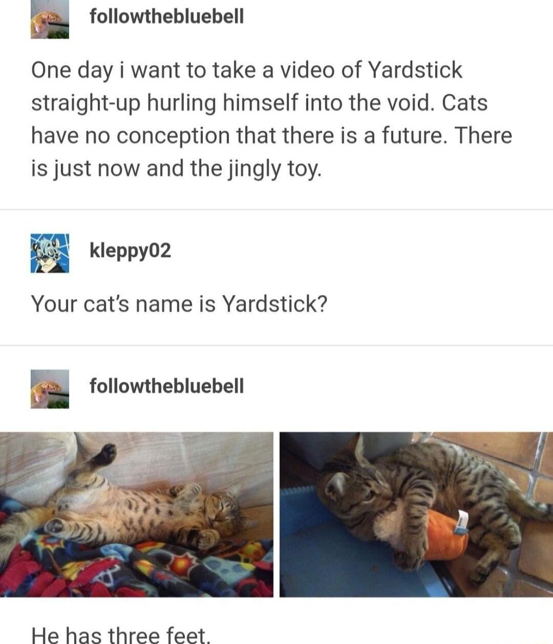followthebluebell One day i want to take a video of Yardstick straight up hurling himself into the void Cats have no conception that there is a future There is just now and the jingly toy Kleppy02 Your cats name is Yardstick I followthebluebell He has three feet