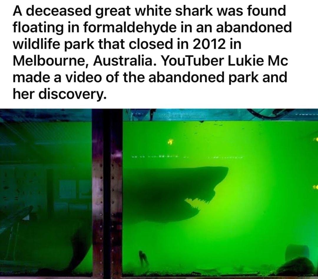 A deceased great white shark was found floating in formaldehyde in an abandoned wildlife park that closed in 2012 in Melbourne Australia YouTuber Lukie Mc made a video of the abandoned park and her discovery