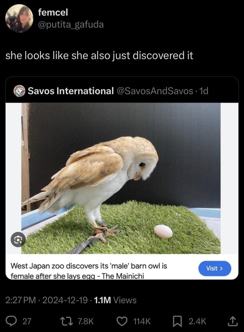 she looks like she also just discovered it Savos International fers its male barn owl is s egg The Mainichi 1M