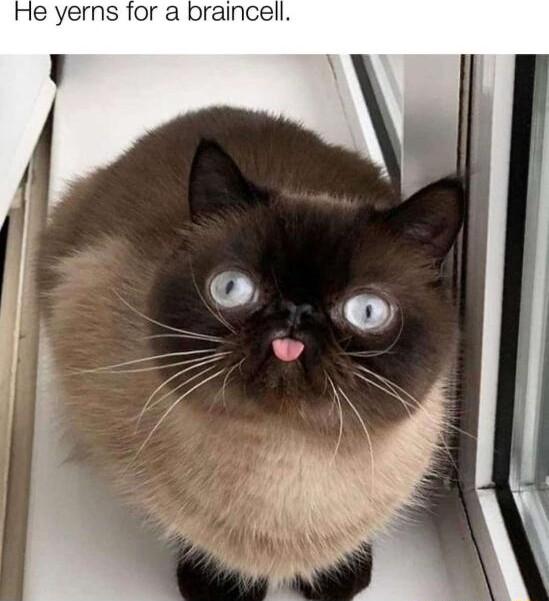 He yerns for a braincell