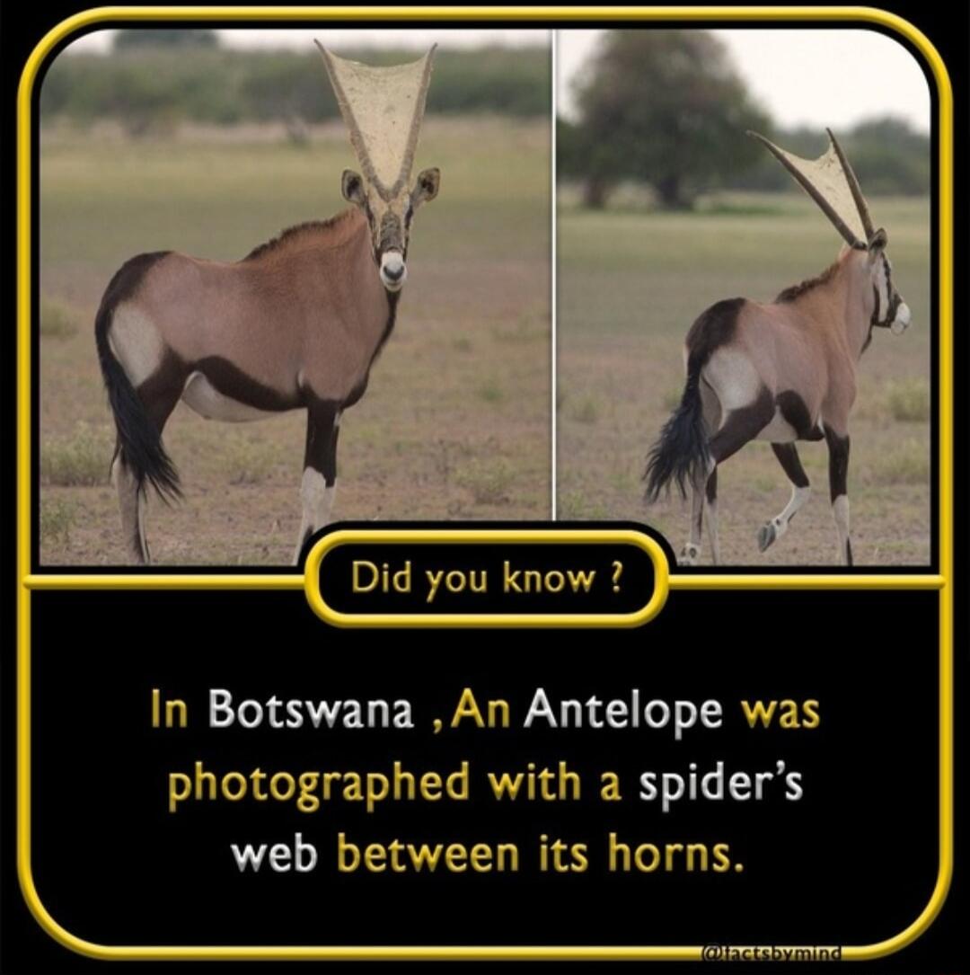 In Botswana An Antelope was photographed with a spiders web between its horns