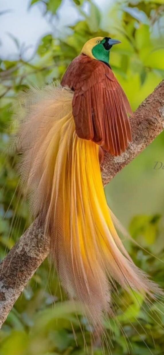 A striking bird perched on a branch with bright yellow head, green face, brown wings, and extremely long golden tail feathers cascading behind it.