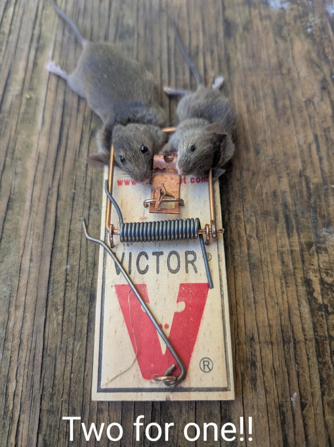 Two for one!!
VICTOR