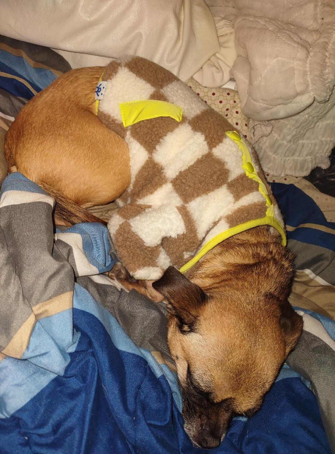 A small brown dog is sleeping curled up on a bed, wearing a brown and white checkered sweater with yellow trim. The dog appears to be very comfortable and peaceful.