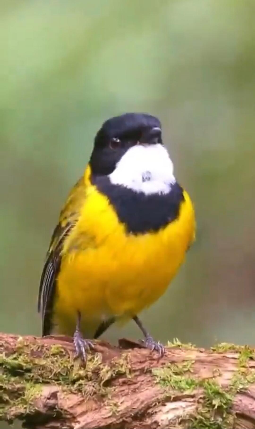 A small bright yellow and black bird perched on a mossy log.