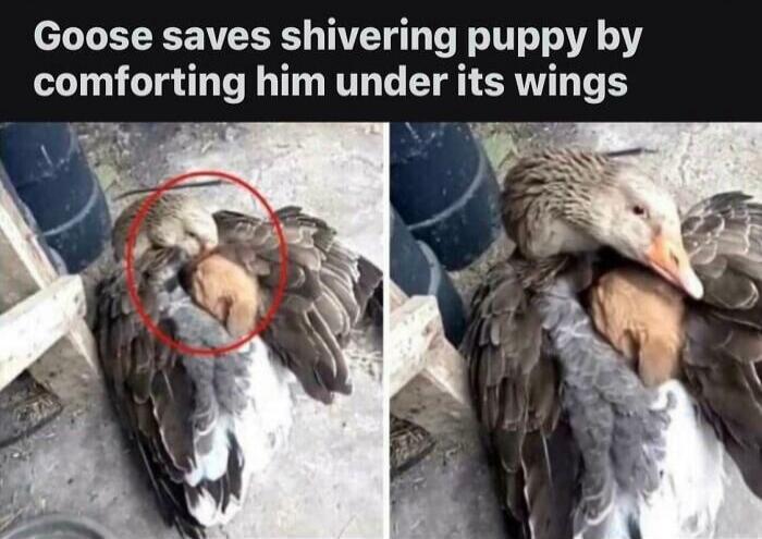 Goose saves shivering puppy by comforting him under its wings