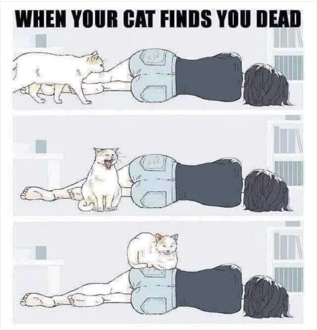 WHEN YOUR CAT FINDS YOU DEAD ity N