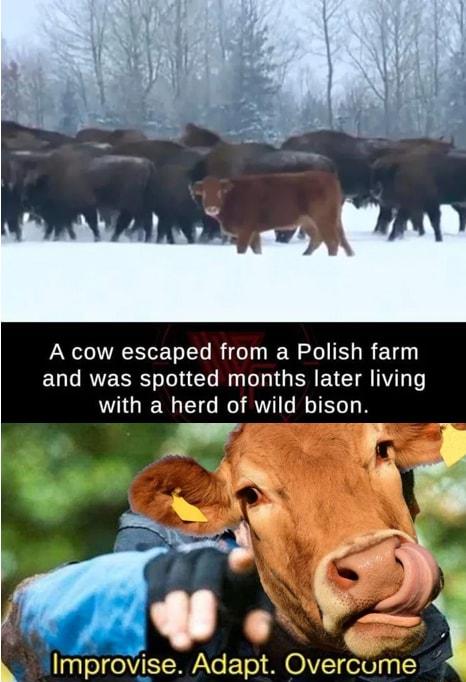A cow escaped from a Polish farm EUT RVERRS ol Gl N o G ERECIR T with a herd of wild bison Improvise Adapt Overcome