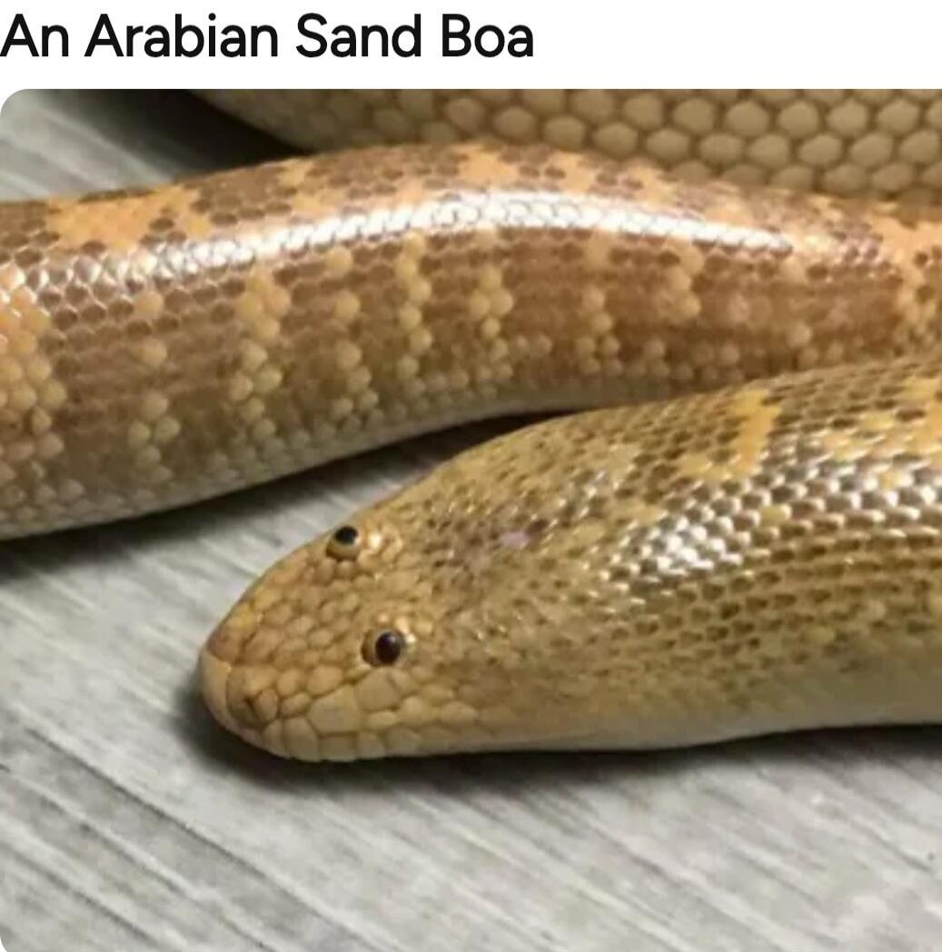 An Arabian Sand Boa