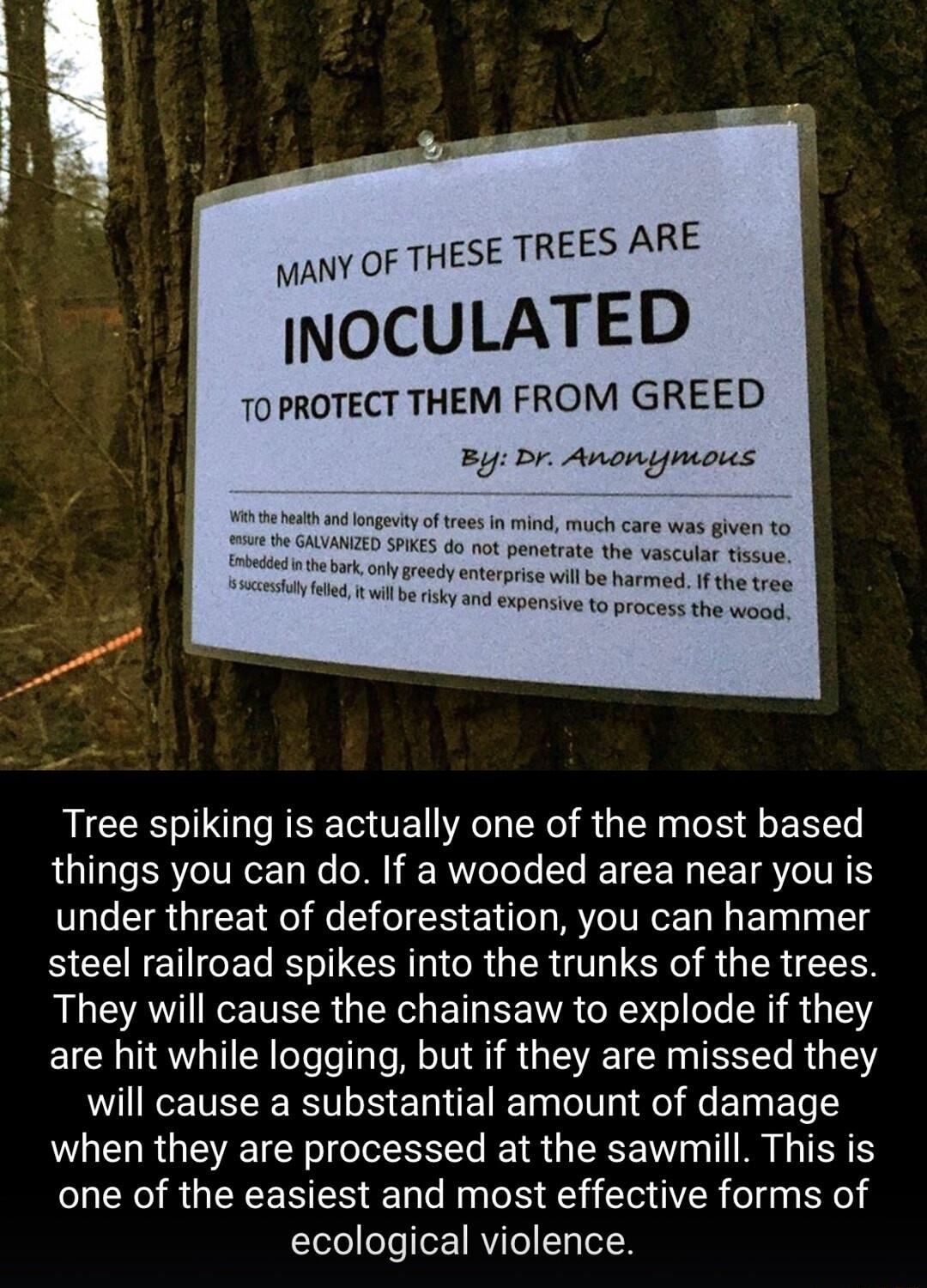 MANY OF THESE TREES ARE INOCULATED 70 PROTECT THEM FROM GREED By Dr Anonymons o mind much care was given to penetate the vascular tissue st ol ety e il beharmed W she tree e ky and expensive o process the wood Tree spiking is actually one of the most based things you can do If a wooded area near you is under threat of deforestation you can hammer steel railroad spikes into the trunks of the trees 
