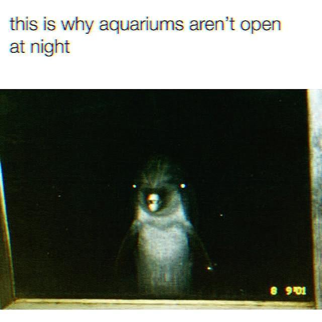 this is why aquariums arent open at night