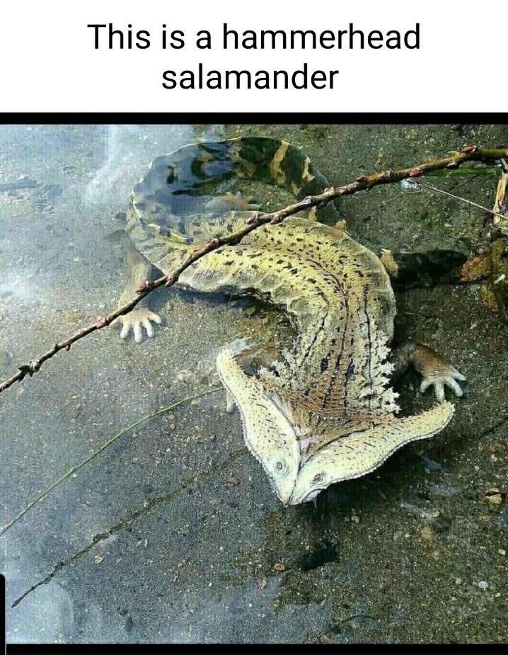 This is a hammerhead salamander