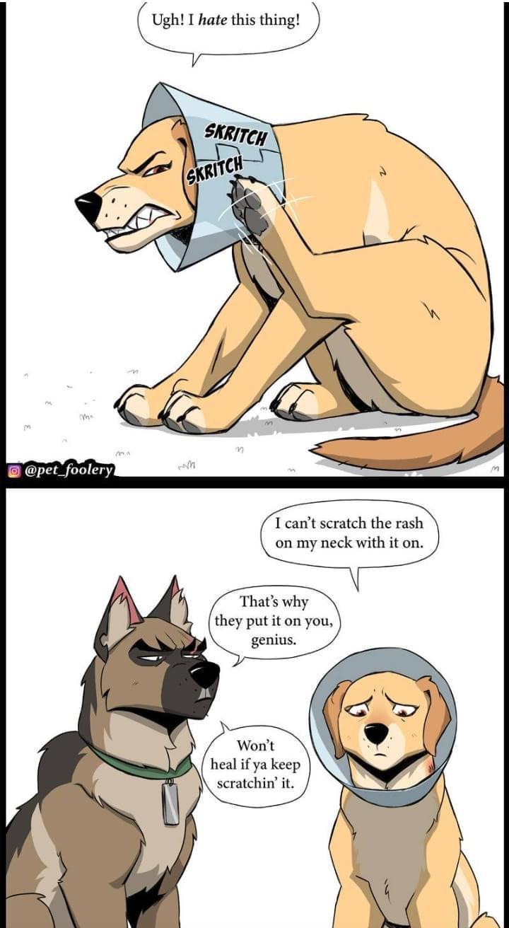 pet foolery T cant scratch the rash on my neck with it on Thats why they putit on you heal if ya keep scratchin it