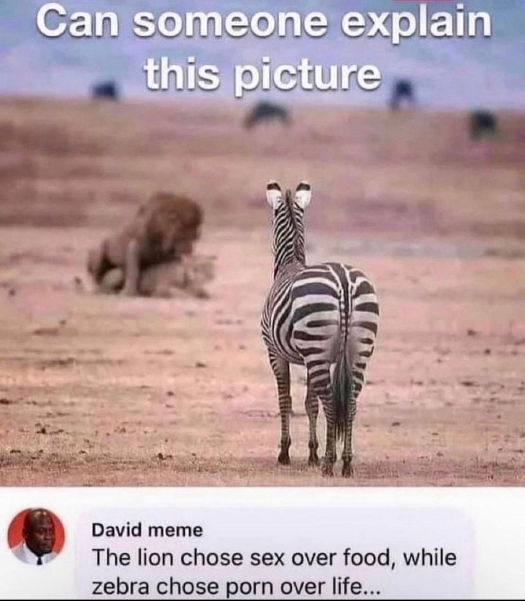 107 15o 10 To 3 thispicture David meme The lion chose sex over food while zebra chose porn over life