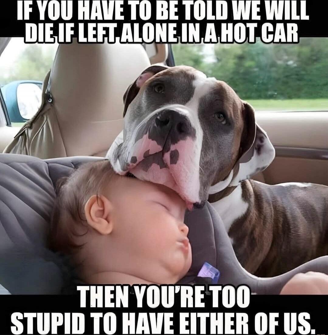 IF YOU HAVE TO BE TOLD WE WILL DIE IF LEFT ALONE IN A HOT CAR THEN YOU'RE TOO STUPID TO HAVE EITHER OF US.