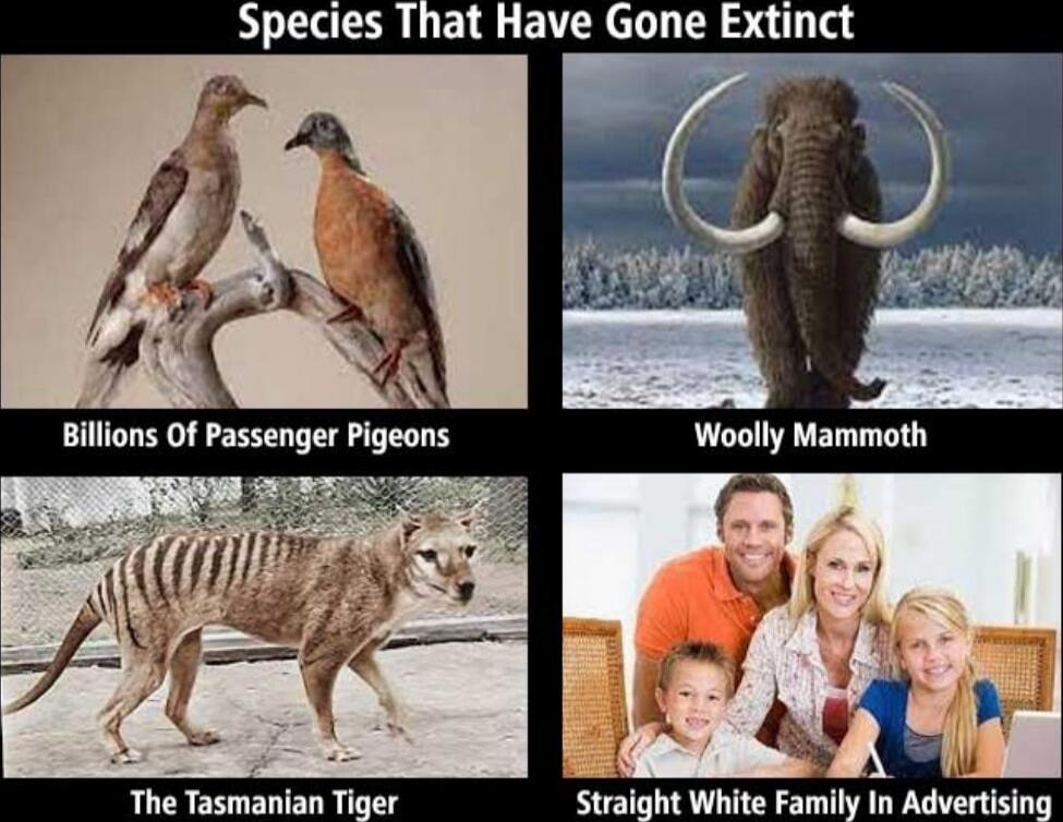 Species That Have Gone Extinct
Billions Of Passenger Pigeons
Woolly Mammoth
The Tasmanian Tiger
Straight White Family In Advertising