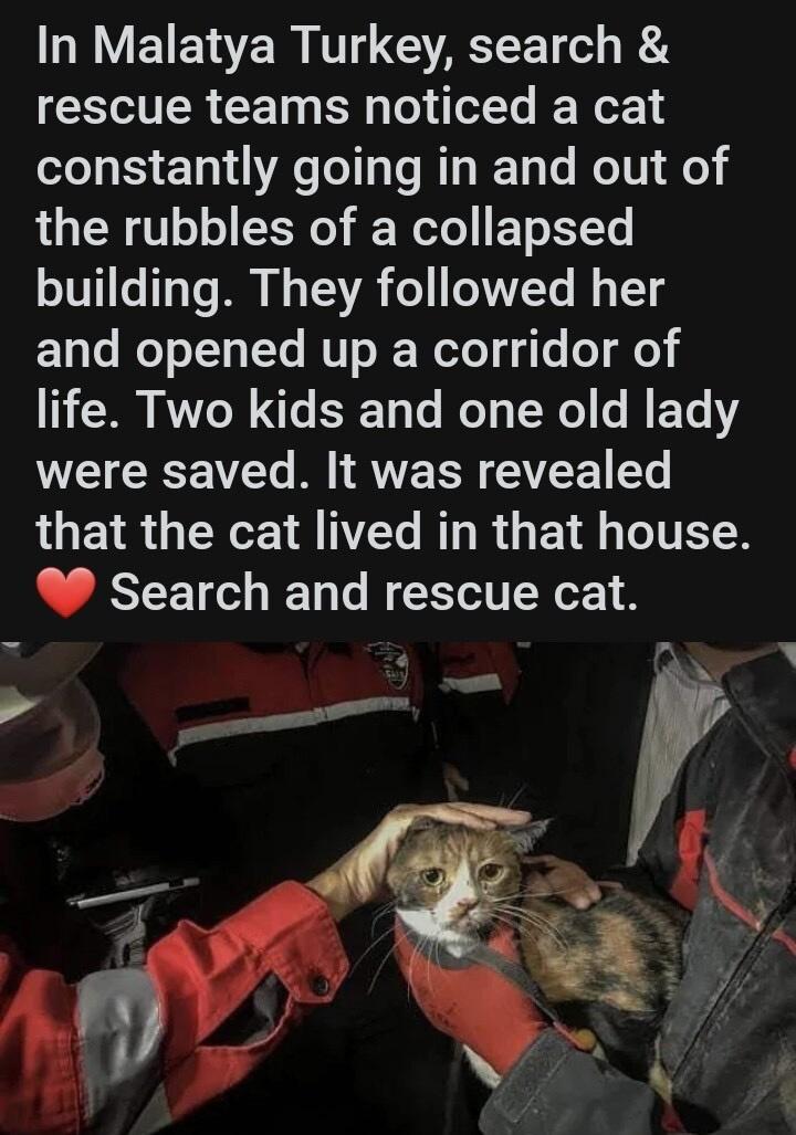 LNV EIEWE RGN KA rescue teams noticed a cat constantly going in and out of the rubbles of a collapsed building They followed her and opened up a corridor of life Two kids and one old lady were saved It was revealed that the cat lived in that house W Search and rescue cat